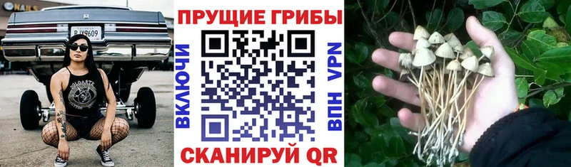 Галлюциногенные грибы мухоморы  наркота  Чернушка 
